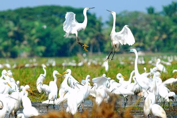 Kumarakom Bird Sanctuary Kerala